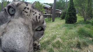 Snow Leopard Close-Up