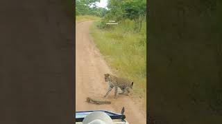 Leopard Cub Gets Slapped Around by Lizard #shorts #leopard