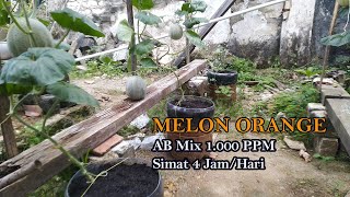 Cara Menanam Melon Dari Biji Di Galon | Melon Orange