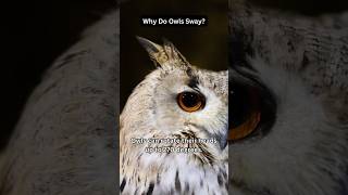 Why Do Owls Sway?🦉👀😁#owls #daily #dailyfacts