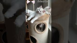 Funny white cats playing video | Sleepy cute cats sleeping videos 🐱💕#KiddiesHobbies