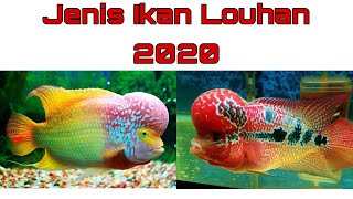 Jenis Ikan Louhan 2020