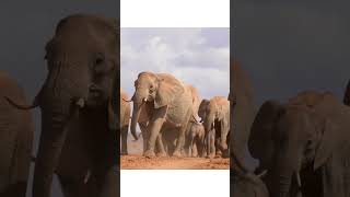 A Herd of Elephants Walking #wildlife #animals #elephants #shorts #ytshorts