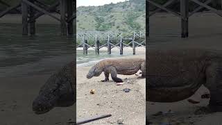 Explore Komodo island Spot #3 on day 2 of 3D2N Komodo join trip