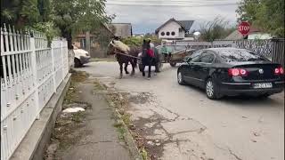 Caii lui Bongau de la Tisa, Maramures-La monta#2020