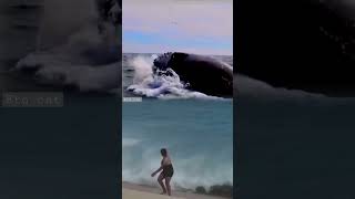 😮😮"Watch Out! Giant Whale Jumps Near the Beach, Nearly Hitting Visitors!"#shortsfeed