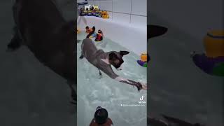 Watch this adorable Sphynx Cat go wild in a bathtub filled with water! #shorts