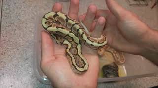 Butter Enchi Calico x Black Widow ball python Clutch First sheds