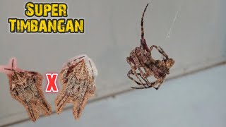 Tigreng Abuhin Super timbangan na mga Winner .31 X .32 bakbakan na.