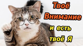 Твое внимание и есть твое Я