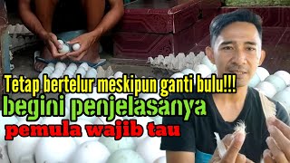 Tetap bertelur meskipun ganti bulu!!!begini penjelasanya pemula wajib tau