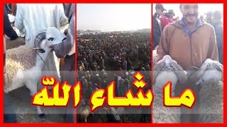 تعرف على أسعار أضحية عيد الأضحى لهذا العام من عاصمة دكالة سيدي بنور