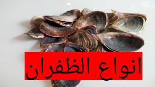 أنواع الظفران للبخور