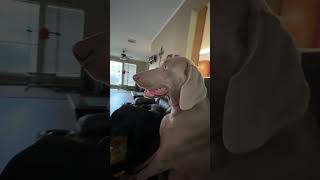 She Loves Watching Movies #dogs #thelionking #weimaraner