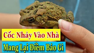 Cóc Vào Nhà Tùy Theo Thời Điểm Mà Tốt Xấu Đều Có Cả