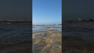 Shoreline Birds Florida Beaches Seagulls ocean 🌊 #seaside #naturephotography