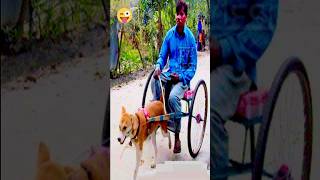 dog funny video😝 #funny