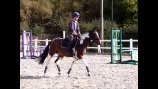 Cookies and Cream- showjumping