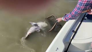 Fishing for black drum in Galveston Bay