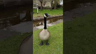 Bombastic Goose gives me a Bombastic Side eye #animals #funny