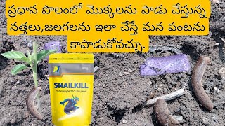 #How to control snails & slugs in your crop field#నత్తలను, జలగలను తరిమి కొట్టే మార్గాలు