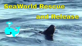 Pilot WhaleSeaWorld Rescue and Release