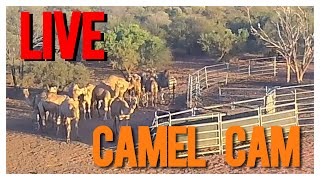 Camel Invasion! Live Camera Feed