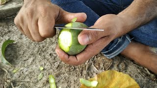 কাঁচা আম, লংকা গুড়া, লবন - শৈশবের আম চুরির স্মৃতি