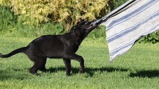 DIA 9 DE ADIESTRAMIENTO DE OBEDIENCIA  TRABAJO EN LA MESA PASTOR BELGA MALINOIS DE 5 MESES DE EDAD