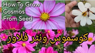 15 January 2024cosmos flower plant care n grow tips|#cosmosflower plant...