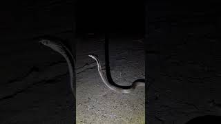 Cobra #trending #viral #youtubeshorts #youtube #newshort #sagar_sahu_0 #korba #snake #ytshort #new