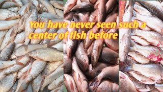 You have never seen such a center of fish before/مچھلی کاایسا مرکز جو آج سے پھلے آپ نے کبہی نہیں دیک