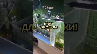 ВРЕМЯ ДЛЯ УБОРКИ🥰🧹 #аквариумистика уборка в аквариуме