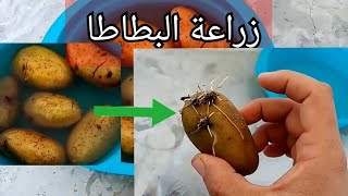 تعلم  أفضل طريقة لزراعة البطاطا في المنزل ... !! 😍😉Learn the best way to grow potatoes at   home