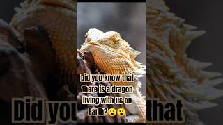 Did you know this dragon