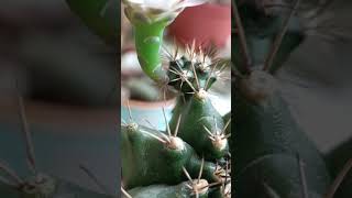 Flowering Gymnocalycium Offshoot