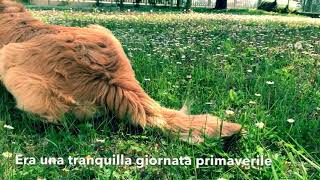 The inceptioned shower of a golden retriever (PREVIEW)