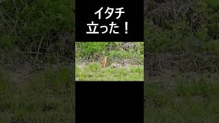 チョウセンイタチ 。 動画はコメント欄からどうぞ