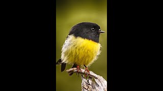 The South Island Tomtit Song of New Zealand 🎶🐦