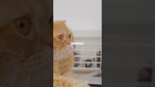 Hilarious Cat Monologue: The Laptop Saga #foryou #cat #laptop #viralvideo