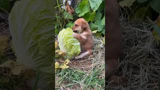 அட கடவுளே இந்த பப்பி பண்ற வேலைய பாருங்க🤣😂#doglover #puppy #funny #tamilcomedy #tamilmemes #shorts