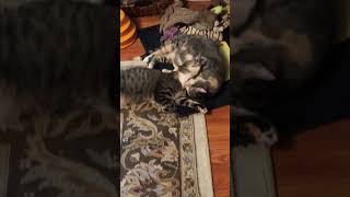 #catsruleeverythingaroundme couldn’t resist doing this one sweet video, of baby girls