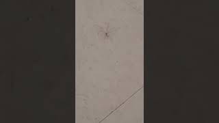 Not A Spider