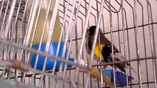 Chant Chardonneret Parva Cage a Cage Males Coupleur  Agressif