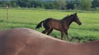 Raven, our AQHA Filly is 10 weeks old! Night Moves baby