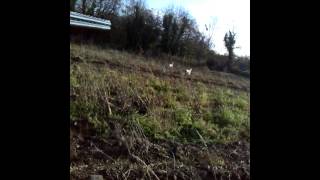 English setters hunting in Kilkenny