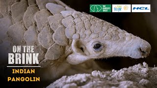 On the Brink S2: Indian Pangolin | Trailer