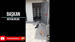 BAŞKAN RÜSTEM BÜLBÜL - KÜMESİ  VE KUŞLARI