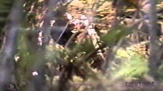 Bigfoot - Sightings - 1990s TV series