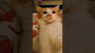 Viral orange cute cat😍🧡@LilyLucyandTheFamily #viral #comedy #funny #trending #cat #catlover #short